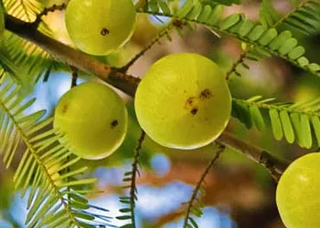 Powerful Ingredients of Mitolyn