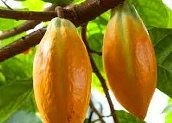 Powerful Ingredients of Mitolyn