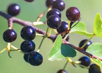 Powerful Ingredients of Mitolyn