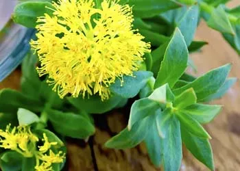 Powerful Ingredients of Mitolyn