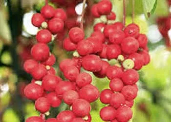 Powerful Ingredients of Mitolyn